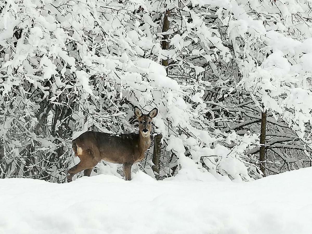Brunarica Na Goreljeku Bohinj Ngoại thất bức ảnh
